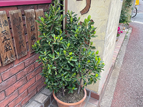 赤霧島